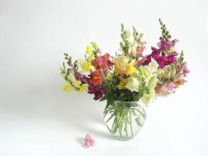 Image chosen by user