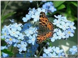 Image chosen by user