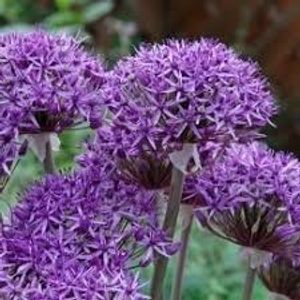 Image chosen by user