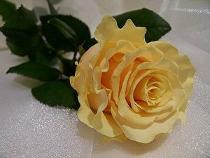 Image chosen by user