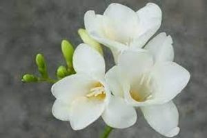 Image chosen by user