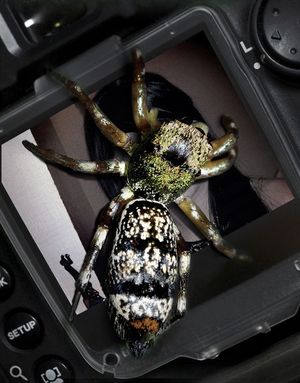 Image chosen by user