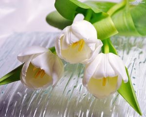 Image chosen by user