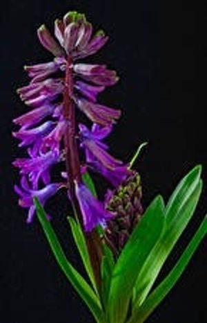 Image chosen by user