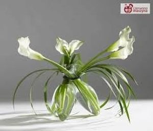 Image chosen by user