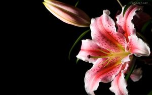 Image chosen by user