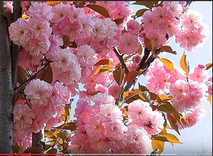 Image chosen by user
