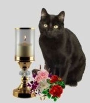 Image chosen by user
