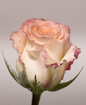 Image chosen by user