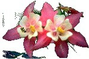 Image chosen by user