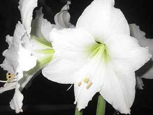 Image chosen by user