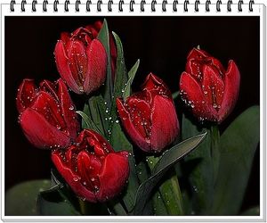Image chosen by user