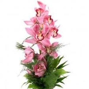 Image chosen by user