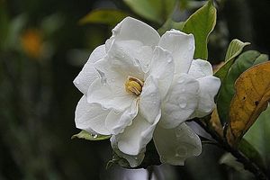 Image chosen by user
