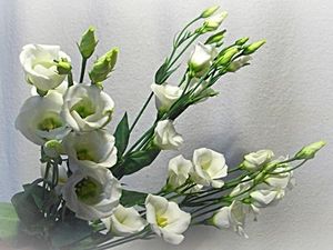 Image chosen by user