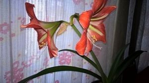 Image chosen by user