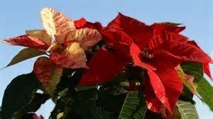 Image chosen by user