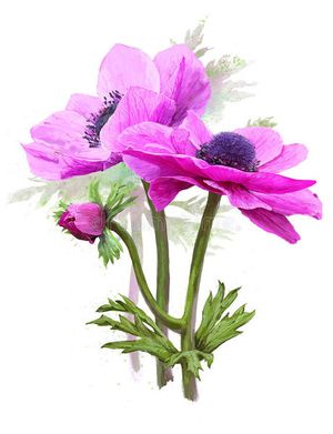 Image chosen by user