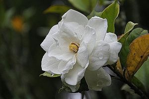 Image chosen by user