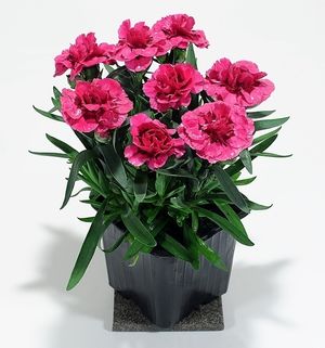 Image chosen by user