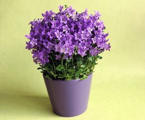 Image chosen by user