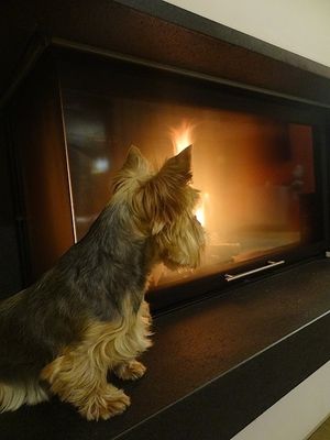 Obrazek wybrany przez użytkownika