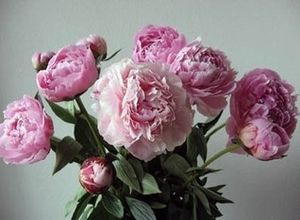 Image chosen by user