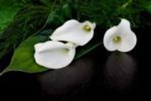 Image chosen by user