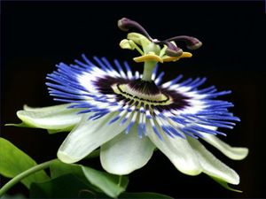 Image chosen by user
