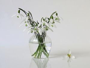 Image chosen by user
