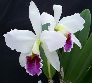 Image chosen by user