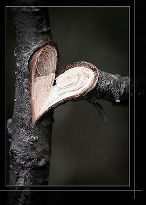 Image chosen by user