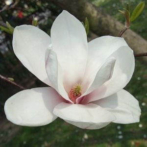 Image chosen by user
