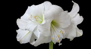 Image chosen by user