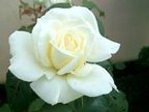 Image chosen by user