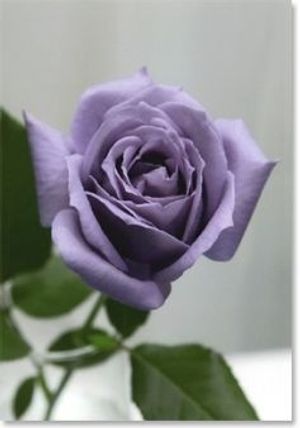 Image chosen by user