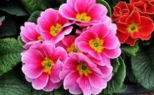 Image chosen by user