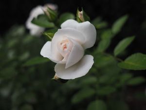 Image chosen by user