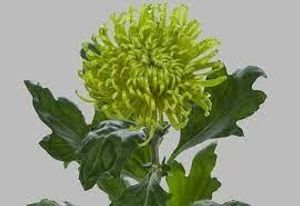 Image chosen by user