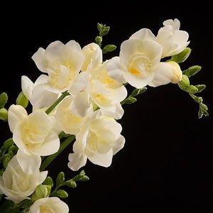 Image chosen by user