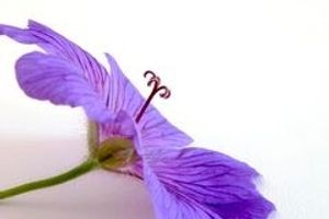 Image chosen by user