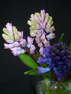 Image chosen by user