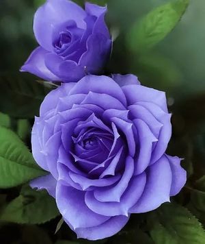 Image chosen by user
