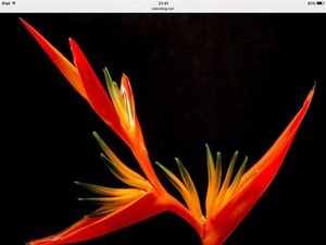 Image chosen by user