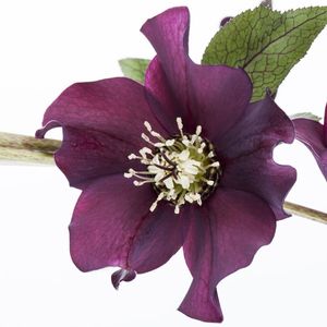 Image chosen by user