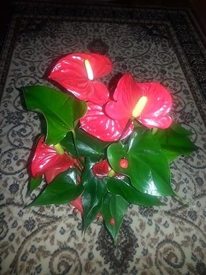 Image chosen by user