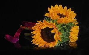 Image chosen by user