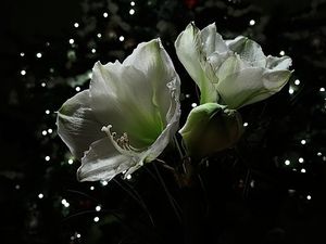 Image chosen by user