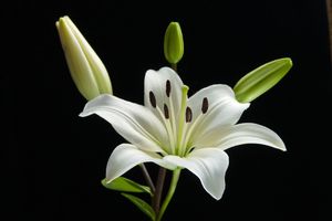 Image chosen by user