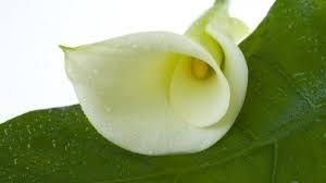 Image chosen by user